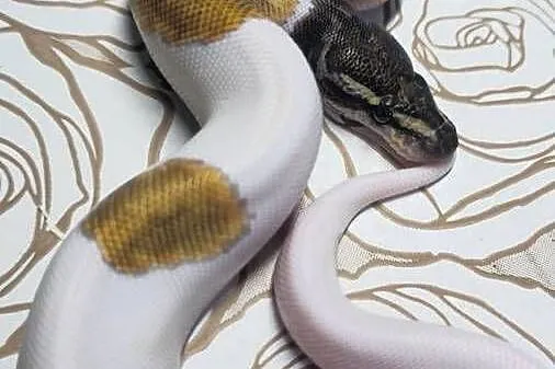 Wąż pyton królewski, python regius samiec, Dolnośląskie, Wrocław