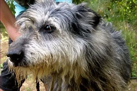 Crazy w typie owczarka pikardyjskiego - bardzo wypatruje człowieka___
