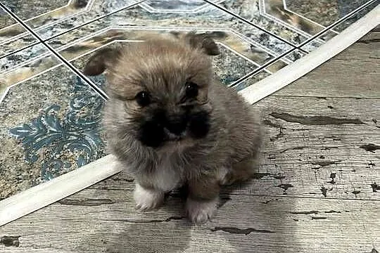 yorkie pom, Pomorskie, Somonino