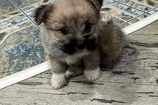 yorkie pom, Pomorskie, Somonino