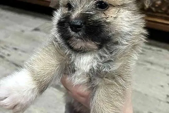 yorkie pom, Pomorskie, Somonino