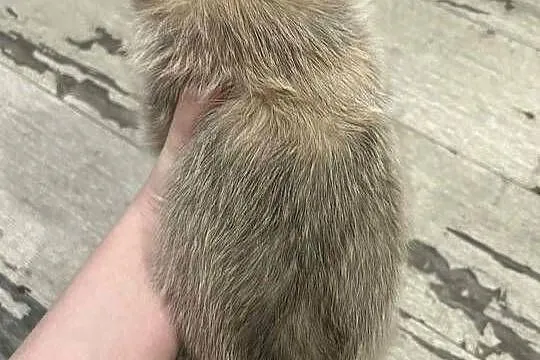 yorkie pom, Pomorskie, Somonino