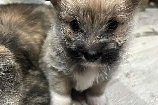 yorkie pom, Pomorskie, Somonino