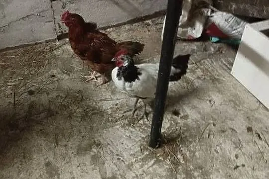 Sprzedam kogutka lakenvelder tylko jeden, Podkarpackie, Staniszewskie