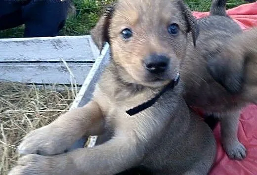 Siedmioro szczeniąt do adopcji, małopolskie Krakó