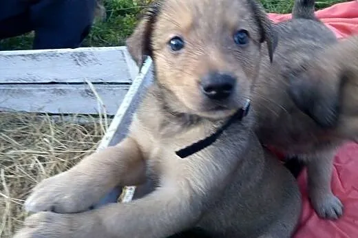 Siedmioro szczeniąt do adopcji, małopolskie Kraków