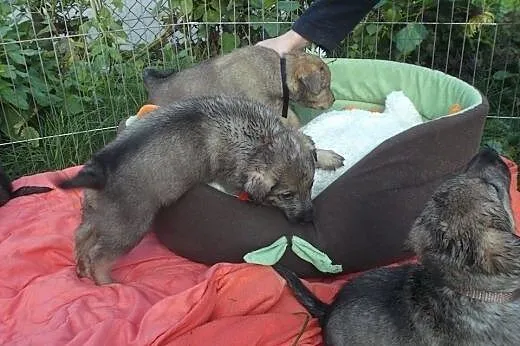 Siedmioro szczeniąt do adopcji,  małopolskie Krakó