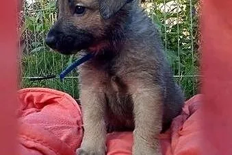 Siedmioro szczeniąt do adopcji,  małopolskie Krakó