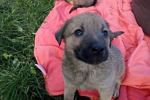 Siedmioro szczeniąt do adopcji,  małopolskie Krakó