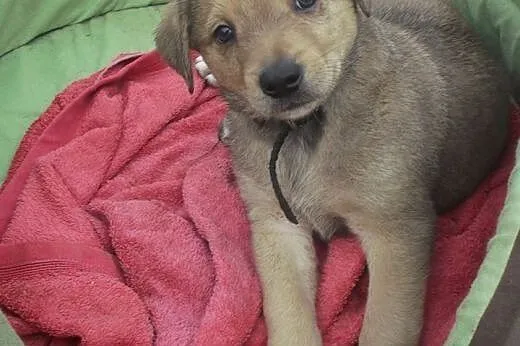 Siedmioro szczeniąt do adopcji,  małopolskie Krakó