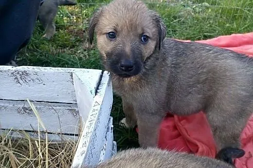 Siedmioro szczeniąt do adopcji,  małopolskie Krakó