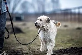 BOSTON-pies superowy, do adopcji gotowy ;), Warszawa