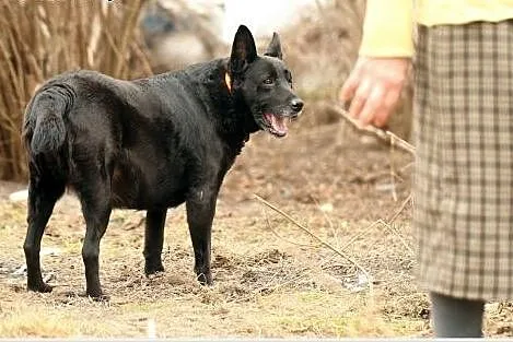 BALBINKA od pani Zosi - szukamy domu!,  mazowiecki