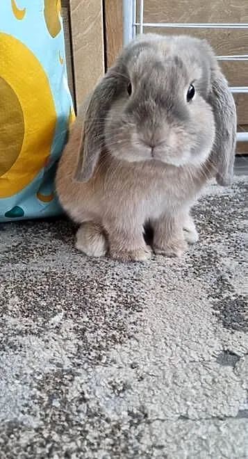Króliczek mini lop, Podkarpackie, Pustków-Osiedle