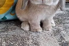 Króliczek mini lop