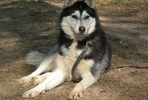Maya, suczka syberian husky szuka odpowiedzialnego