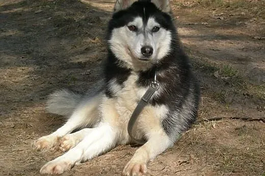 Maya, suczka syberian husky szuka odpowiedzialnego