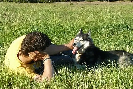 Maya, suczka syberian husky szuka odpowiedzialnego