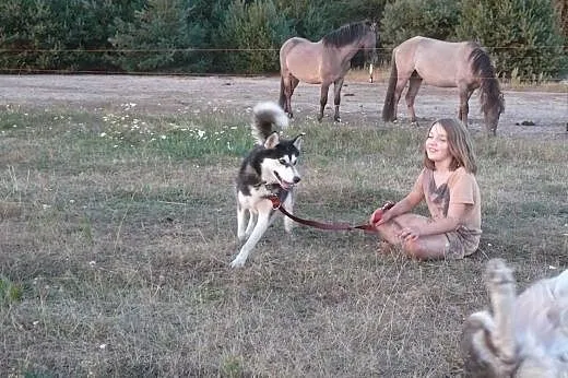 Maya, suczka syberian husky szuka odpowiedzialnego
