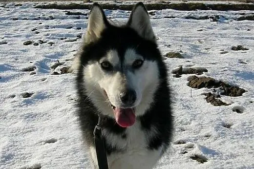 Maya, suczka syberian husky szuka odpowiedzialnego