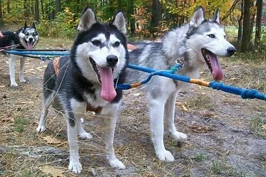Maya, suczka syberian husky szuka odpowiedzialnego