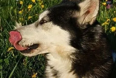 Maya, suczka syberian husky szuka odpowiedzialnego