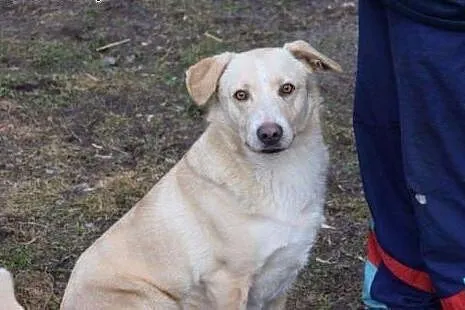 Gucio to piesek, którego los nie oszczędzał ,  maz