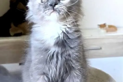 Maine Coon - Niebieskie szylkretki ! Linia Shaded !