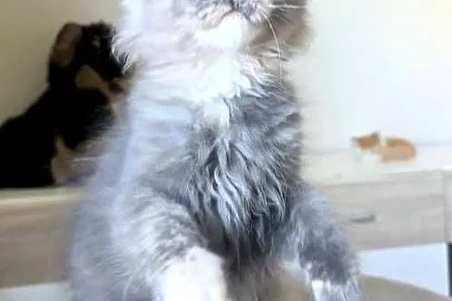 Maine Coon - Niebieskie szylkretki ! Linia Shaded !, Dolnośląskie, Wińsko