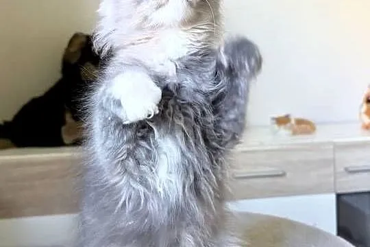 Maine Coon - Niebieskie szylkretki ! Linia Shaded !, Dolnośląskie, Wińsko