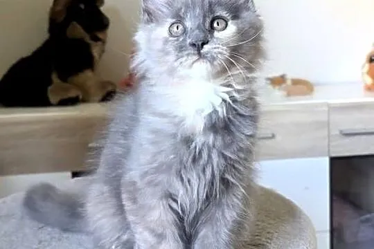 Maine Coon - Niebieskie szylkretki ! Linia Shaded !, Dolnośląskie, Wińsko