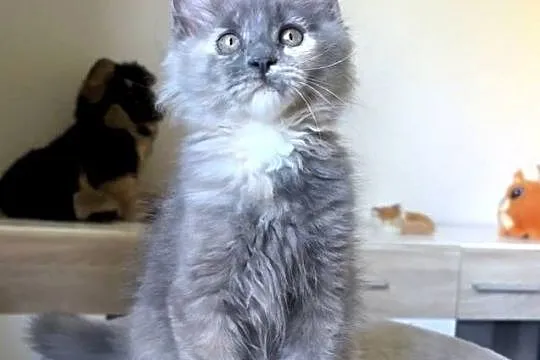 Maine Coon - Niebieskie szylkretki ! Linia Shaded !, Dolnośląskie, Wińsko