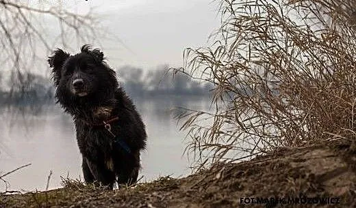 Grey, maluch załamuje sie w schronisku :(, kujaws