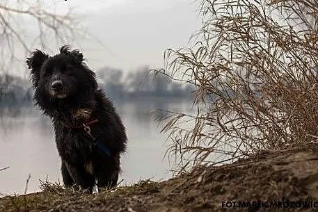 Grey, maluch załamuje sie w schronisku :(,  kujaws