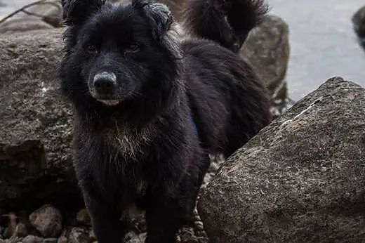 Grey, maluch załamuje sie w schronisku :(,  kujaws