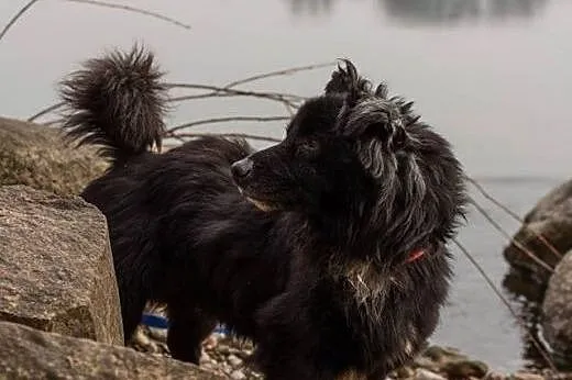 Grey, maluch załamuje sie w schronisku :(,  kujaws