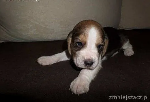 Piękne Beagle szczeniaki (rezerwacja), Beagle cał