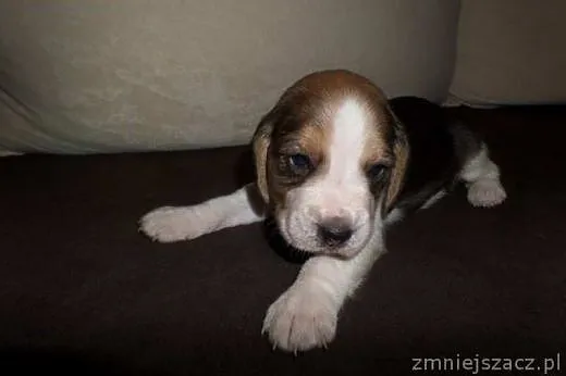 Piękne Beagle szczeniaki (rezerwacja),  Beagle cał