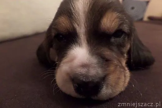 Piękne Beagle szczeniaki (rezerwacja),  Beagle cał