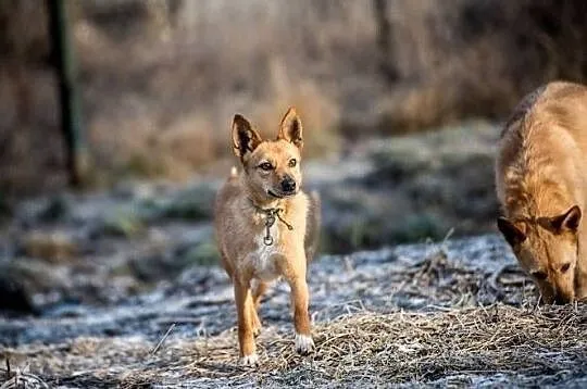 Czika młoda, 2 letnia szuczka szuka domu, Mazowieckie, Warszawa