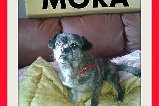 MORA,mała,łagodna,toarzyska suczka.ADOPCJA,  dolnośląskie Wrocław