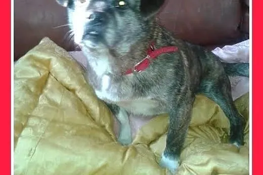 MORA,mała,łagodna,toarzyska suczka.ADOPCJA,  dolno