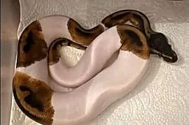Python królewski