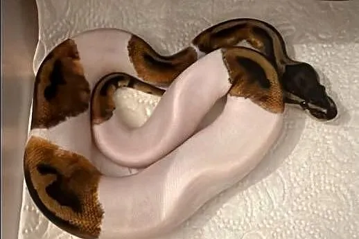 Python królewski