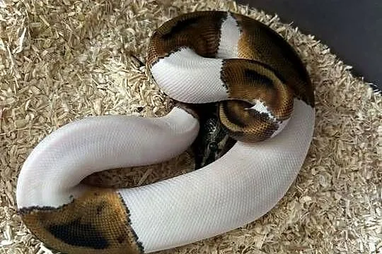 Python królewski, Mazowieckie, Błonie