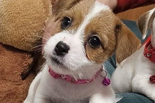 Jack Russell Terrier