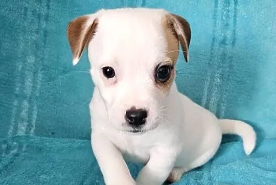 Jack Russell Terrier, Podkarpackie, Jasło