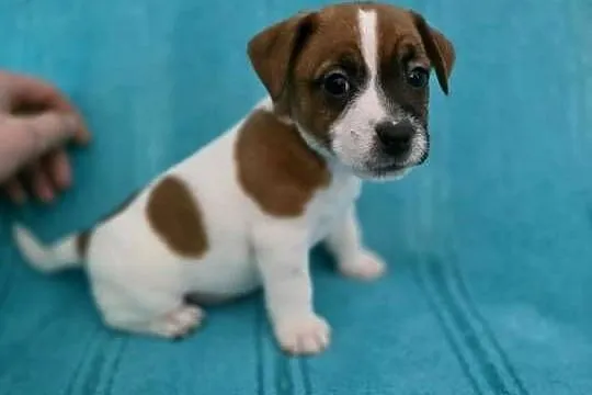 Jack Russell Terrier, Podkarpackie, Jasło