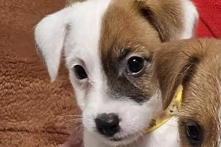 Jack Russell Terrier, Podkarpackie, Jasło
