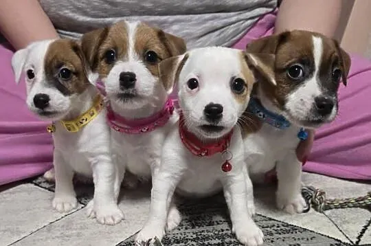 Jack Russell Terrier, Podkarpackie, Jasło